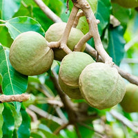 OGX Kukui Oil Shampoo Hydrate Plus Defrizz 13oz (385ml)